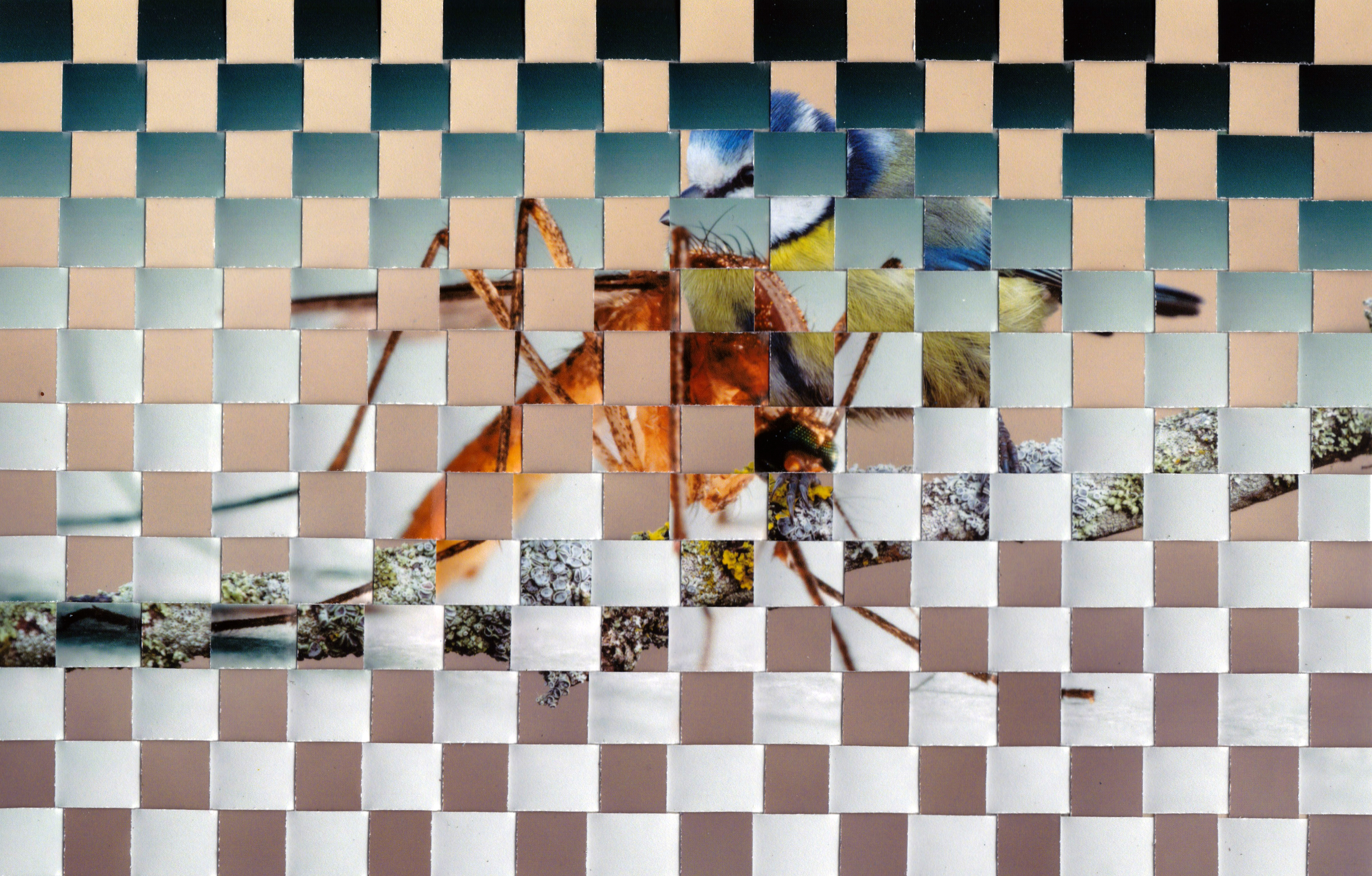 Mücke Meise von Michelle Kohler